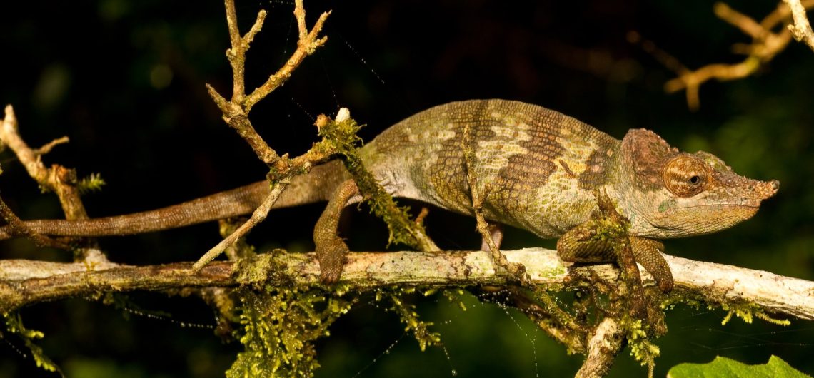 new chameleon species, kinyongia msuyae
