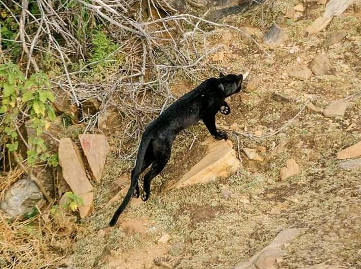 Black leopard roaming kenya