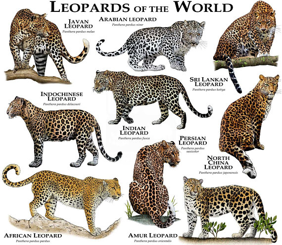 leopard species
