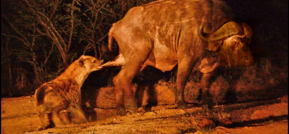 hyena vs buffalo