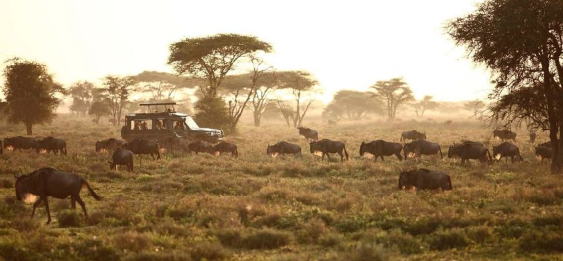 Tanzania safari game drive