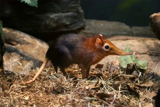 Black and rufous elephant shrew