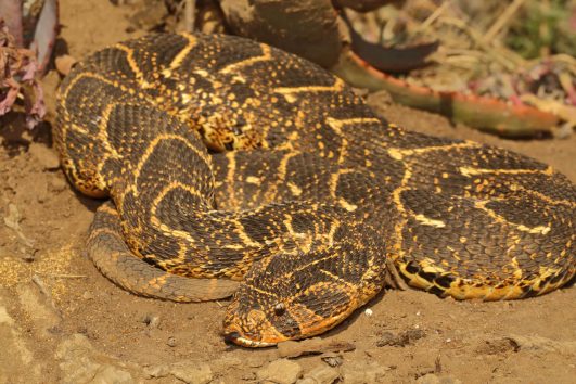 Puff Adder