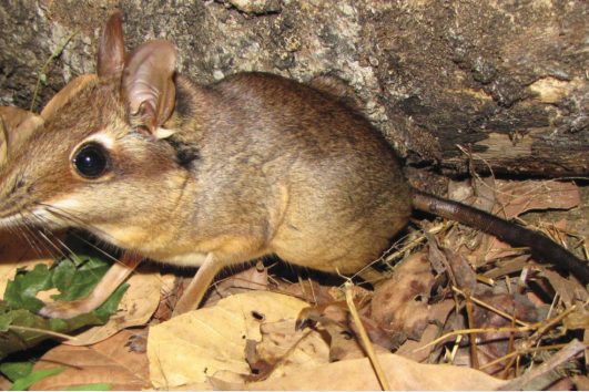 Four-Toed Elephant Shrew