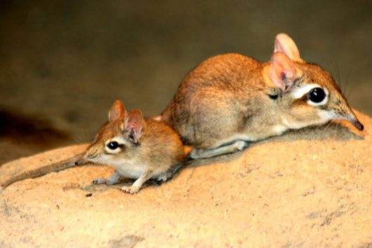 Rufous Elephant Shrew