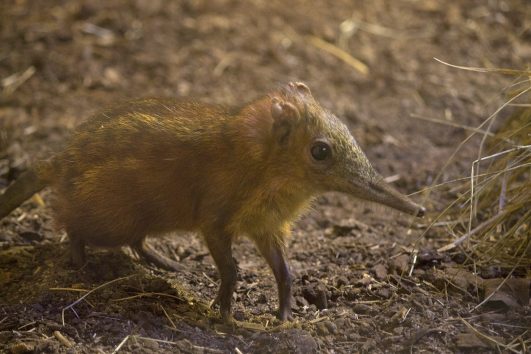 Checkered elephant shrew