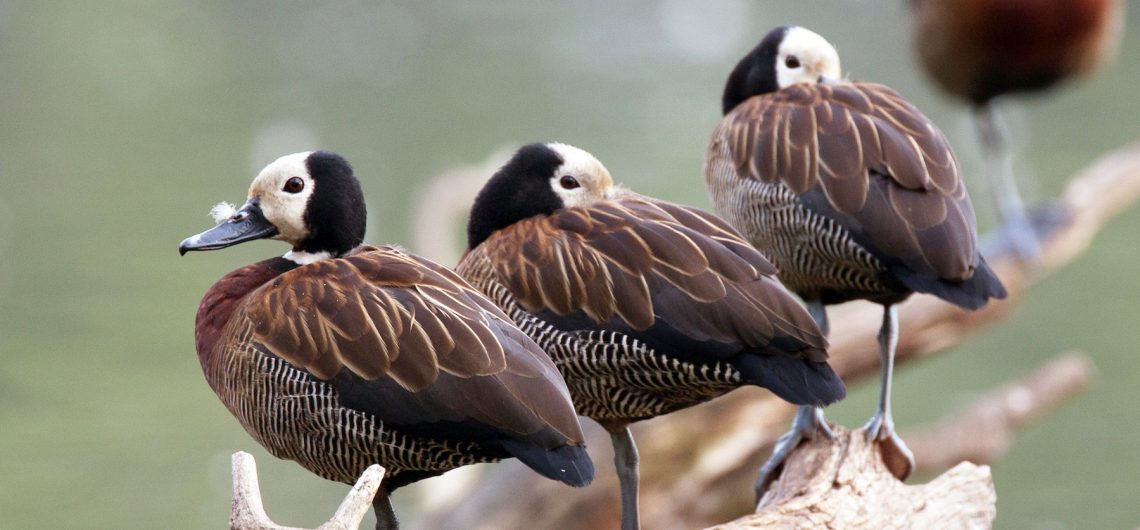 Facts about the White-faced Whistling-Duck