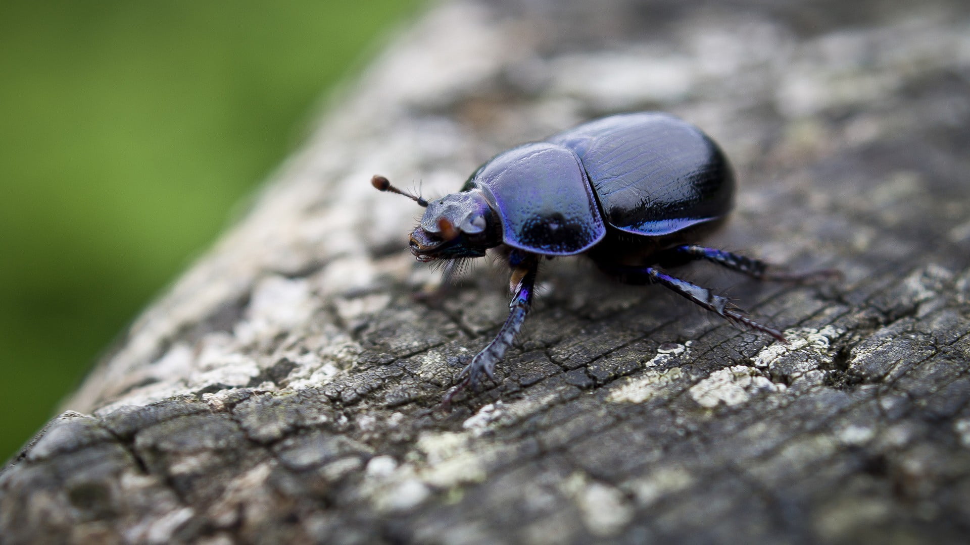 Dung Beetle