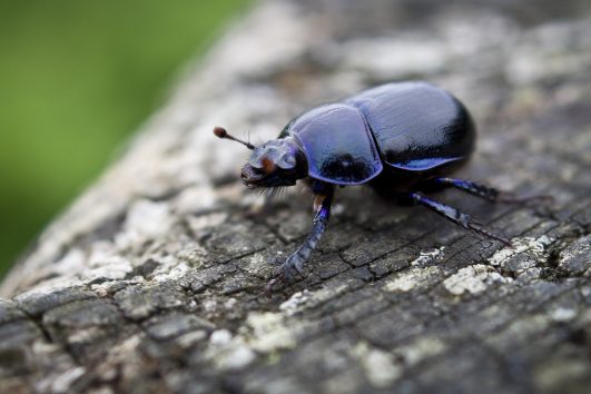 Dung Beetle