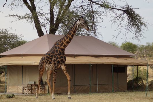 Mbugani Migration Camp