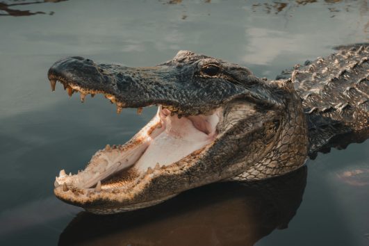 Nile crocodile