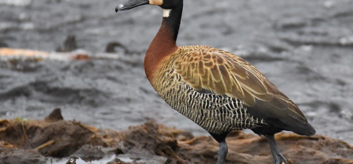 White faced whistling ducks