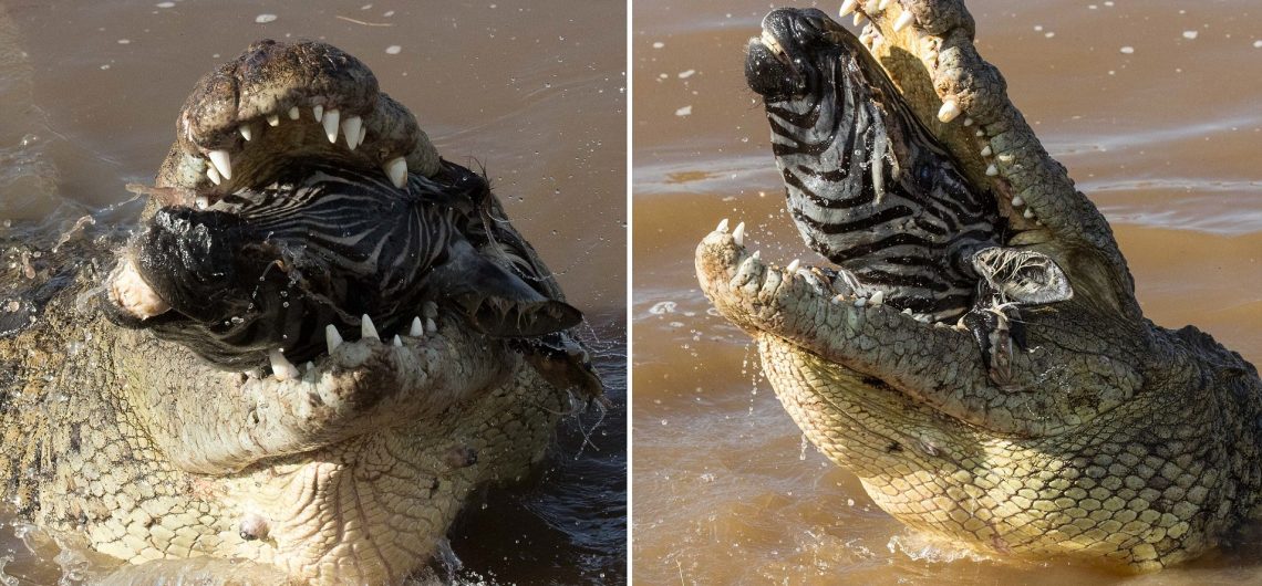 Nile Crocodile swallowing a Zebra Head in the Mara River