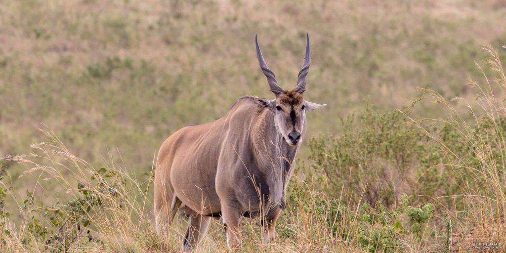 Common Eland - Tanzania Safari, Wildebeest migration, camping safari