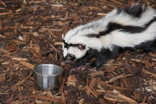 Striped Polecat