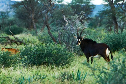 Sable Antelope