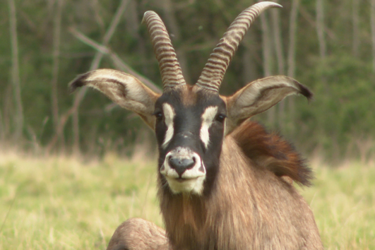 Roan Antelope