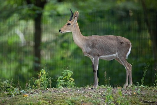 Mountain Reedbuck