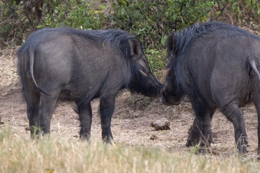 The Giant Forest Hog