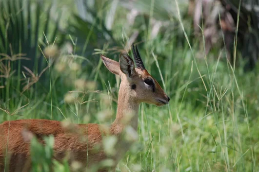 Oribi