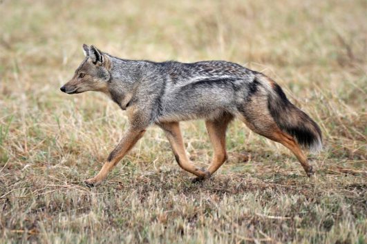 Side-Striped Jackal