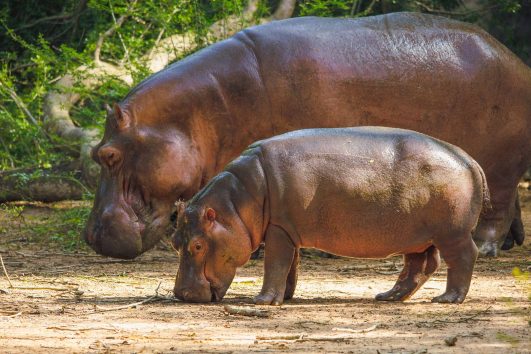 Hippopotamus