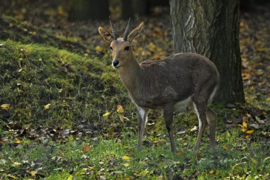 Southern Reedbuck