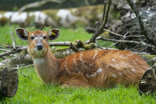 Sitatunga