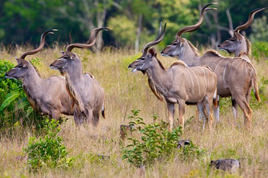 Lesser Kudu