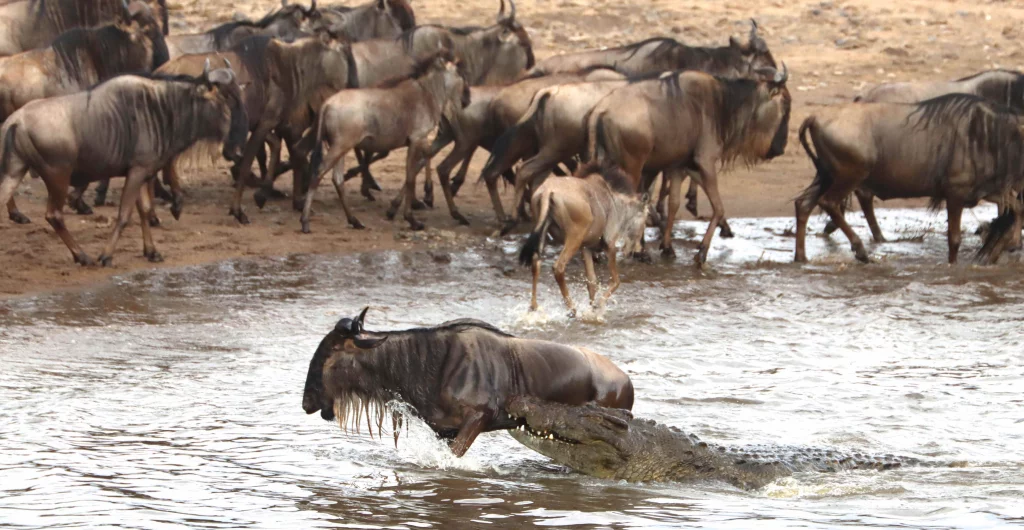 Blue Wildebeest Migration