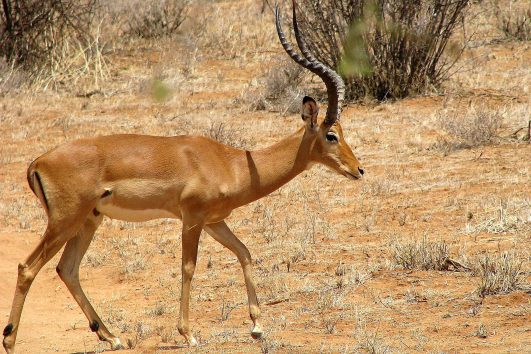 Impala