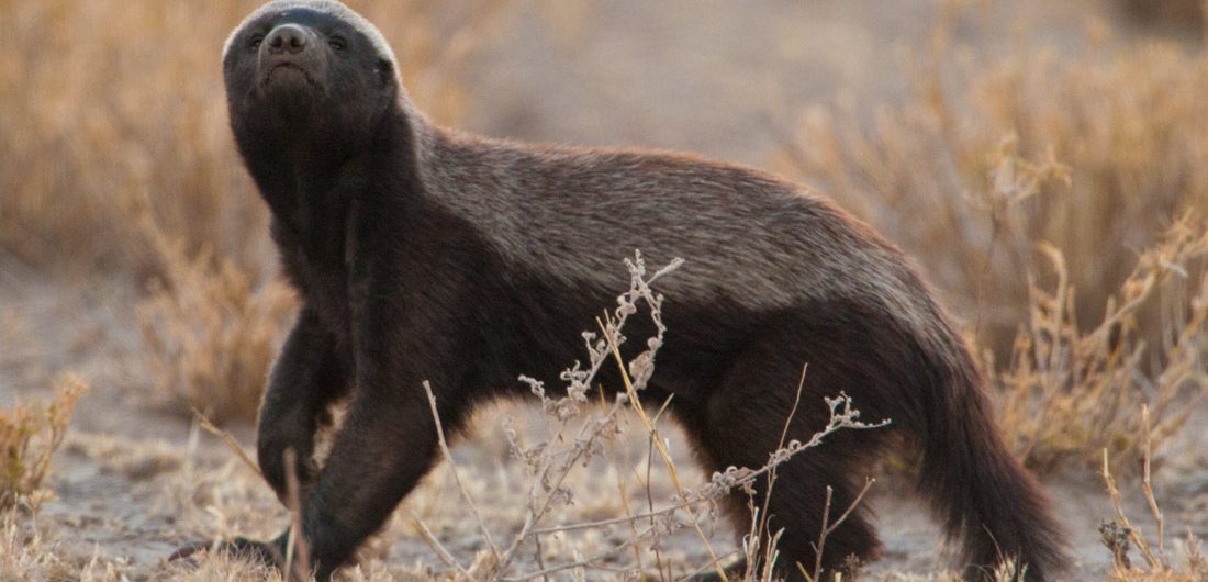 Facts about the crazy honey badger