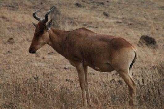 Lichtenstein's hartebeest