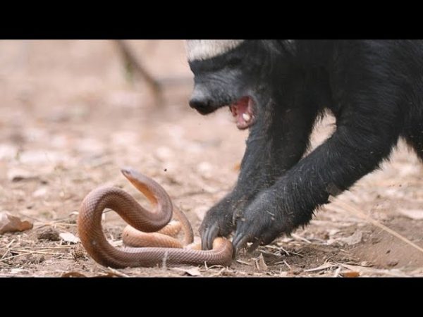 Honey Badger vs Black Mamba - Tanzania Safari, Wildebeest migration, camping safari