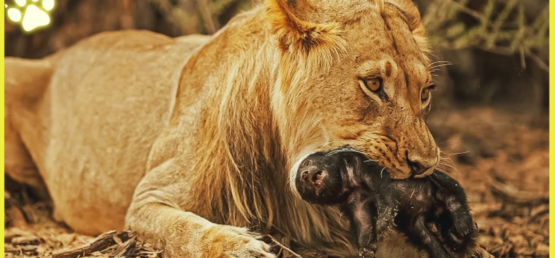 Honey Badger Predator, killed by a lion