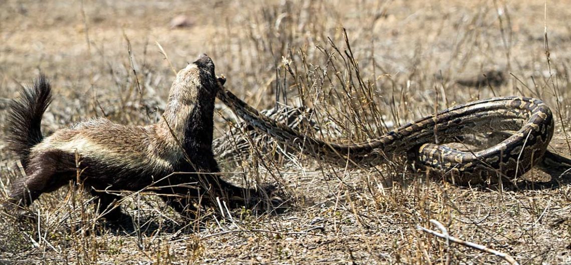 Honey Badger vs snake cobra