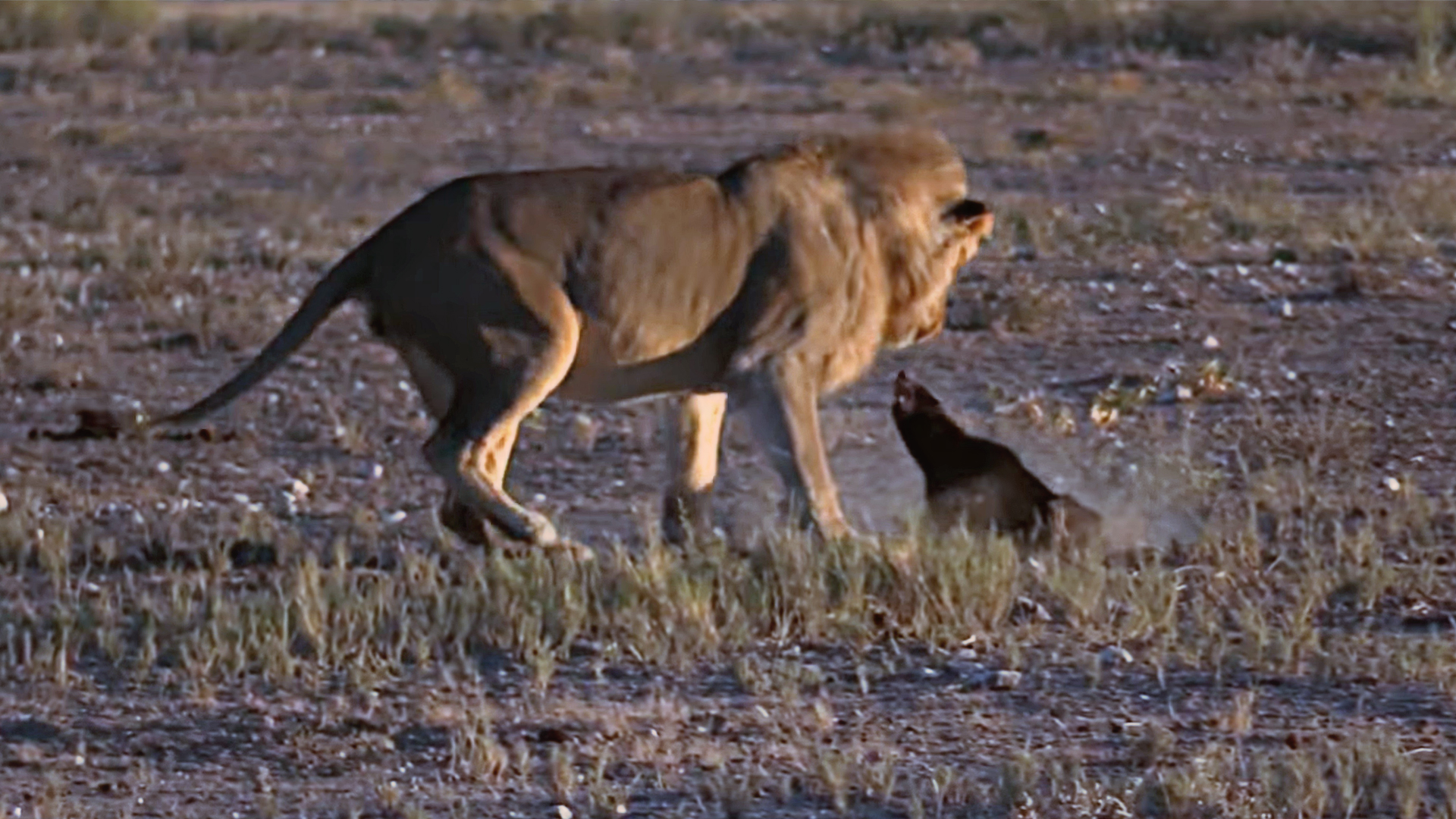 Honey badger vs lion who would win tanzania safari wildebeest
