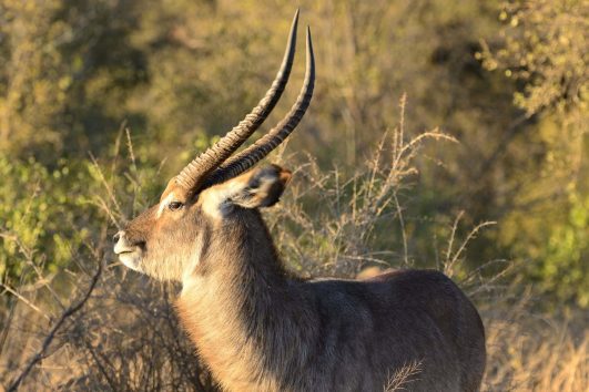 Waterbuck