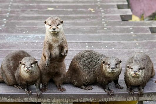 Speckle-throated Otter or spotted-necked otter