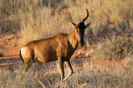 Hartebeest