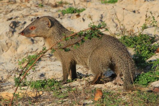 Jackson's mongoose