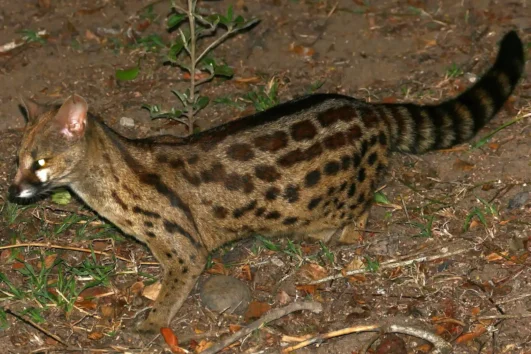 Rusty-spotted genet