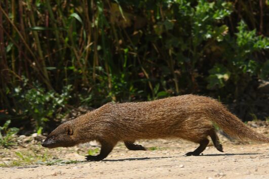 Egyptian Mongoose