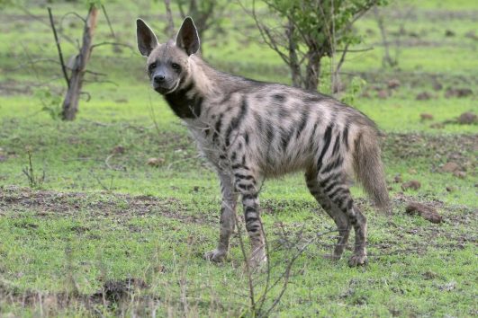 Striped Hyena