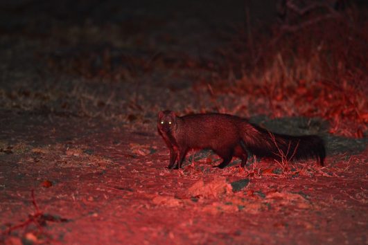 Meller's mongoose