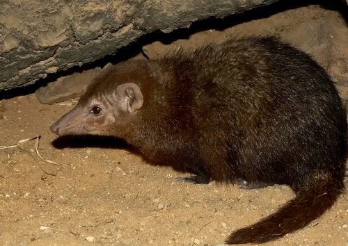 Long-nosed Mongoose