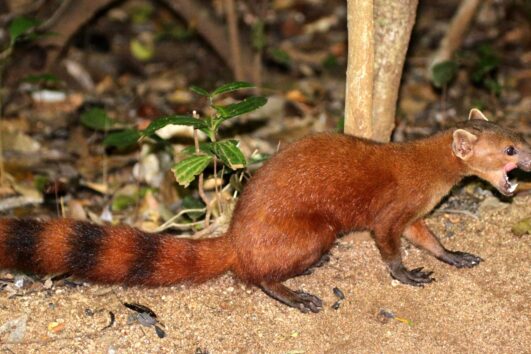 Bushy-Tailed Mongoose