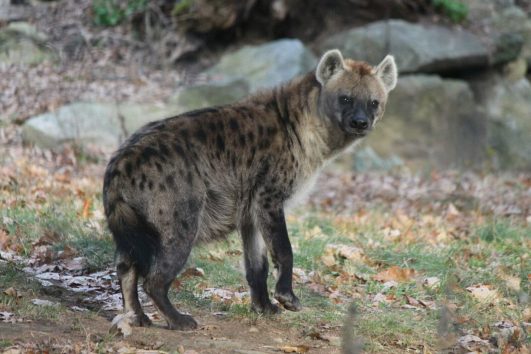 Spotted Hyena