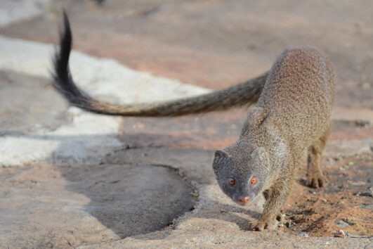 Common Slender Mongoose