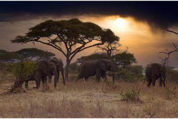 3 days Tanzania safari